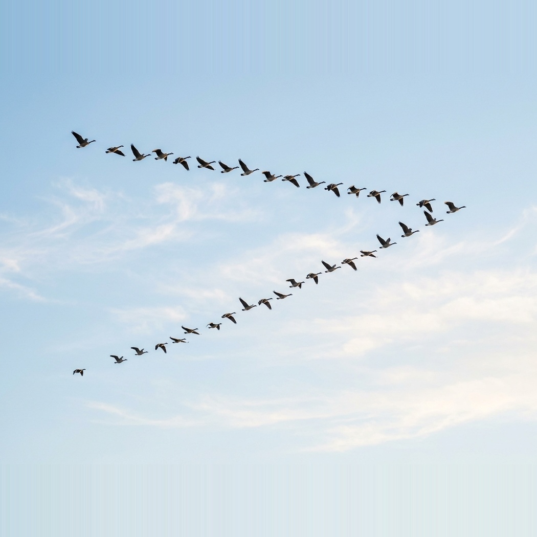 Unity Civics OS — Geese Flying in V Formation
