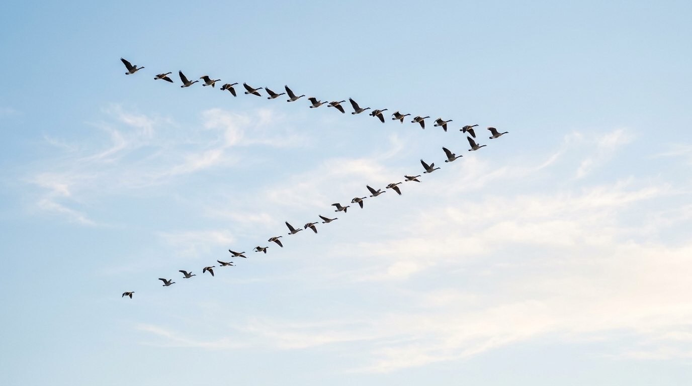 Flock of geese flying north in pastel sky